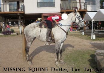 MISSING EQUINE Drifter, Luv Tap Near HUMBLE, TX, 77338
